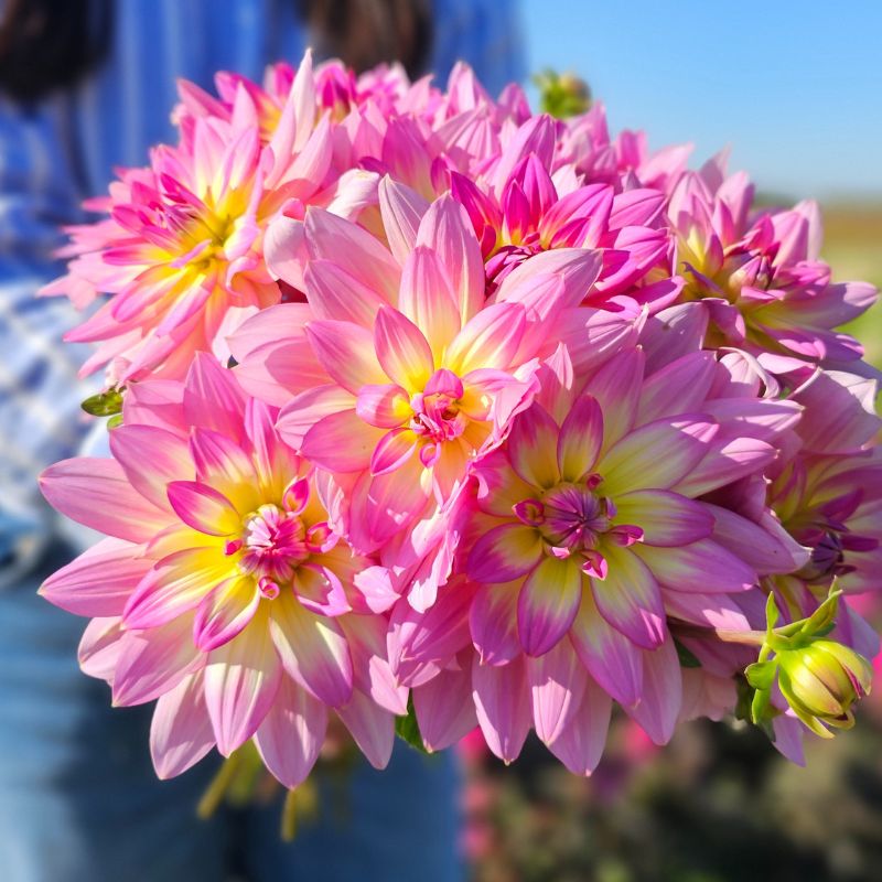 Dahlia Décoratif Malabar Fly