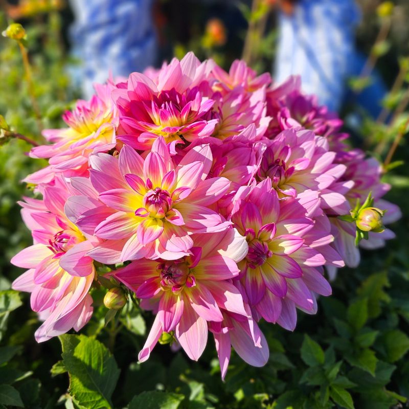 Dahlia Décoratif Malabar Fly