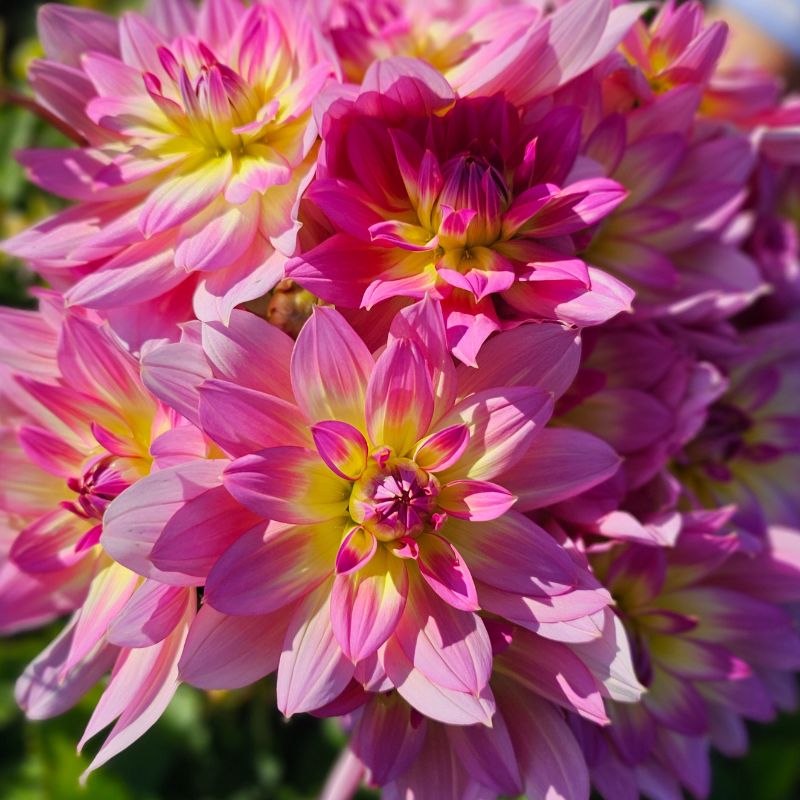 Dahlia Décoratif Malabar Fly