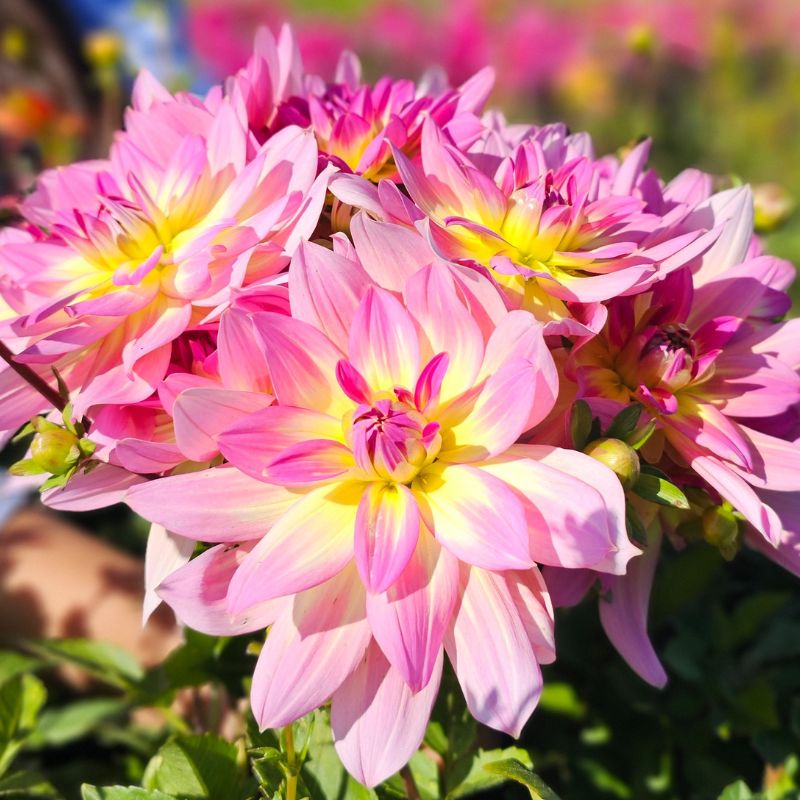 Dahlia Décoratif Malabar Fly