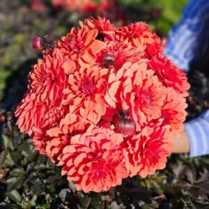 Dahlia Décoratif nain Terra Cotta