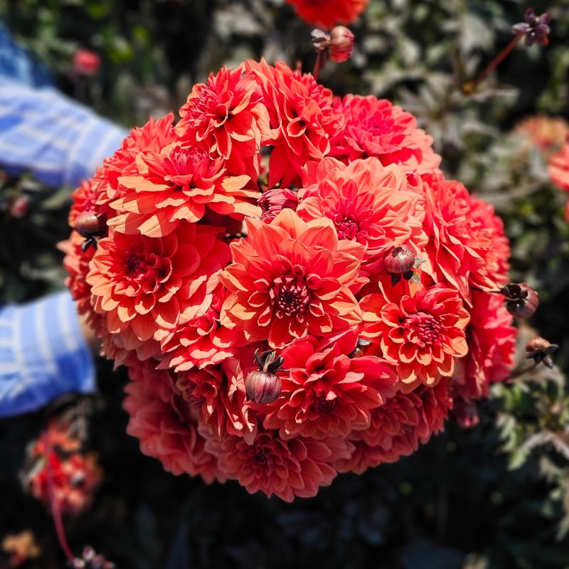 Dahlia Décoratif nain Terra Cotta