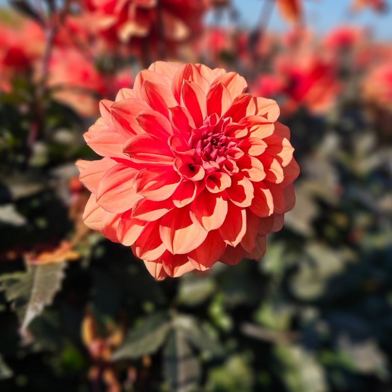 Dahlia Décoratif nain Terra Cotta