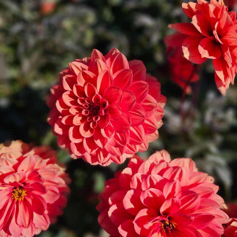 Dahlia Décoratif nain Terra Cotta
