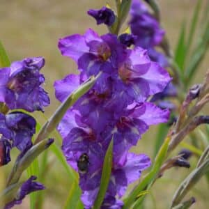Glaïeul à Grandes Fleurs Blue Isle