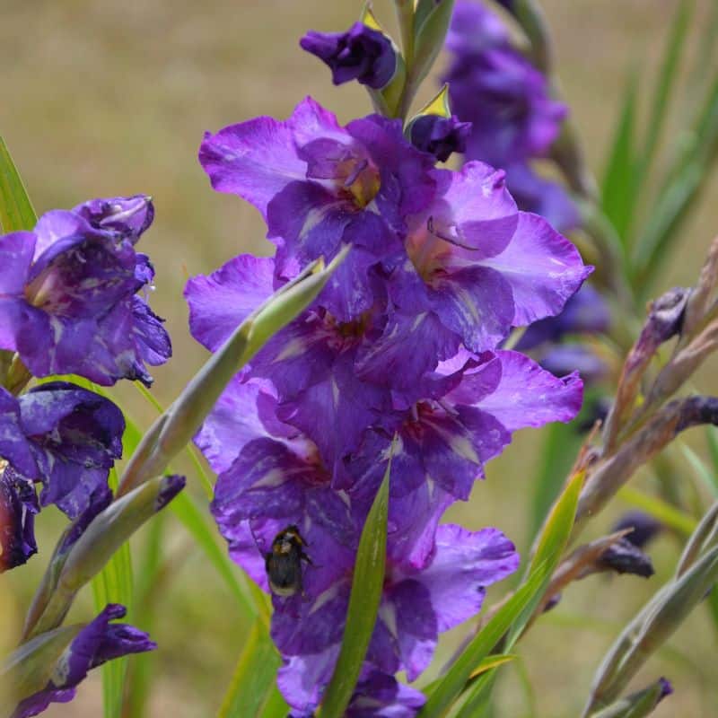Glaïeul à Grandes Fleurs Blue Isle