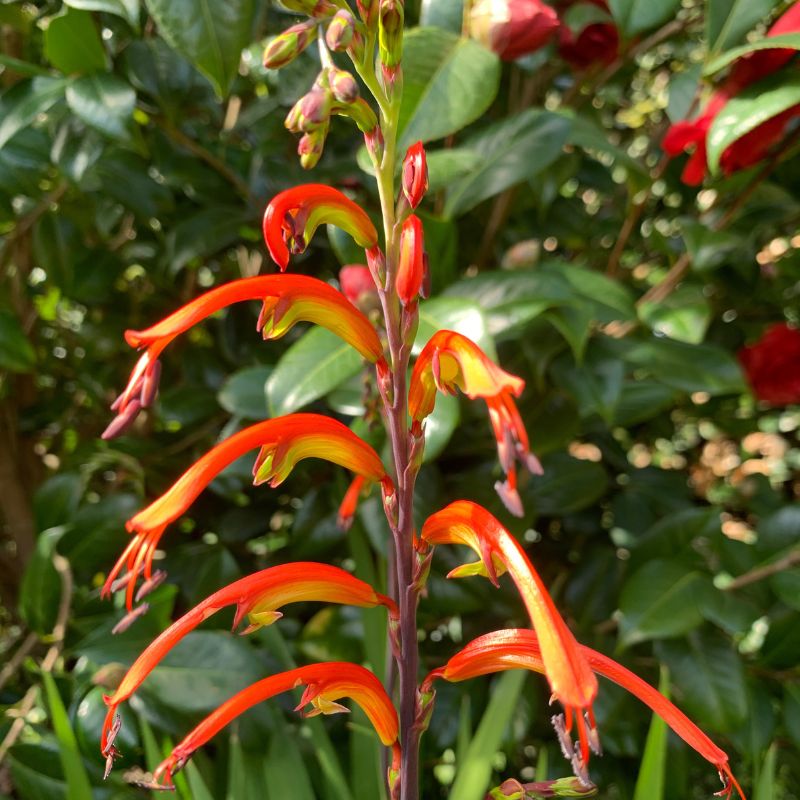 Chasmanthe floribunda Saturnus