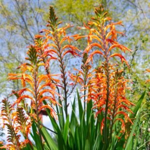 Chasmanthe floribunda Saturnus