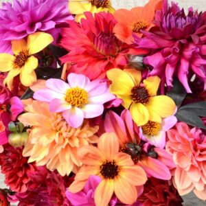Dahlias en Mélange pour bouquets