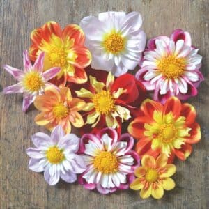 Dahlias Collerettes en Mélange