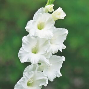 Glaïeul à Grandes Fleurs Argenta