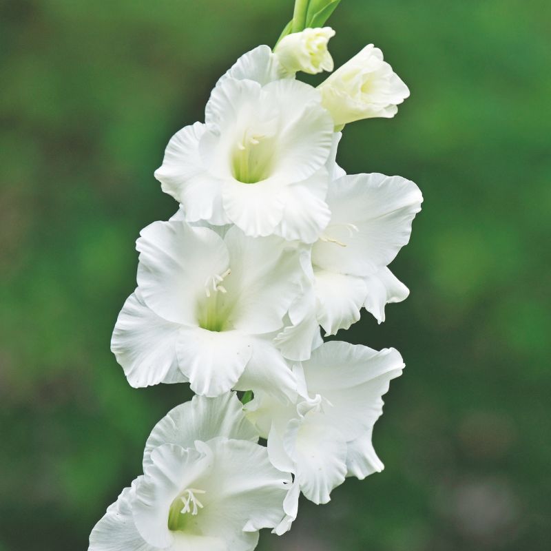 Glaïeul à Grandes Fleurs Argenta