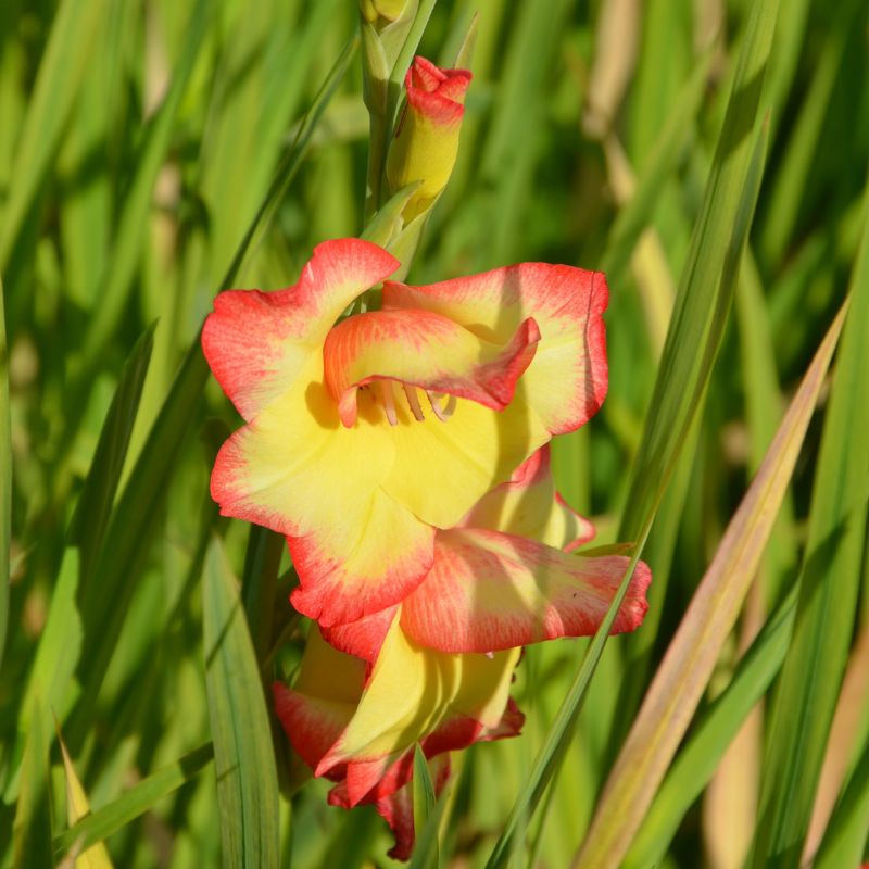 Glaïeul primulinus Las Vegas