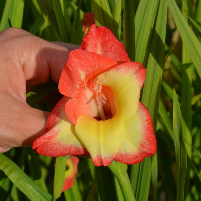 Glaïeul primulinus Las Vegas