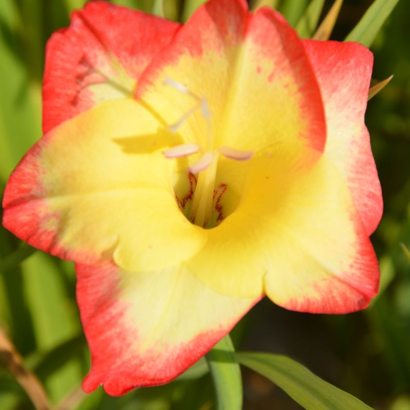 Glaïeul primulinus Las Vegas