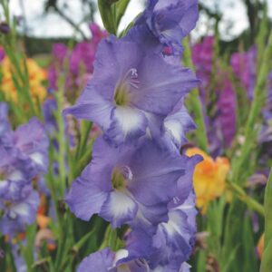 Glaïeul à Grandes Fleurs Blue Storm