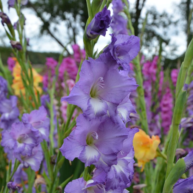 Glaïeul à Grandes Fleurs Blue Storm