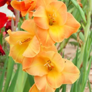 Glaïeul à Grandes Fleurs Cornelli