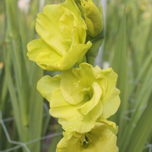 Glaïeul à Grandes Fleurs Prima Verde
