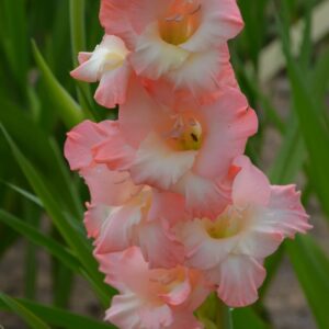 Glaïeul à Grandes Fleurs Rose Supreme