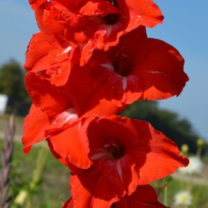 Glaïeul à Grandes Fleurs Traderhorn