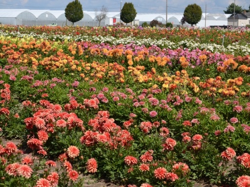 PRODUCTION CHAMPS DE DAHLIAS A (2)