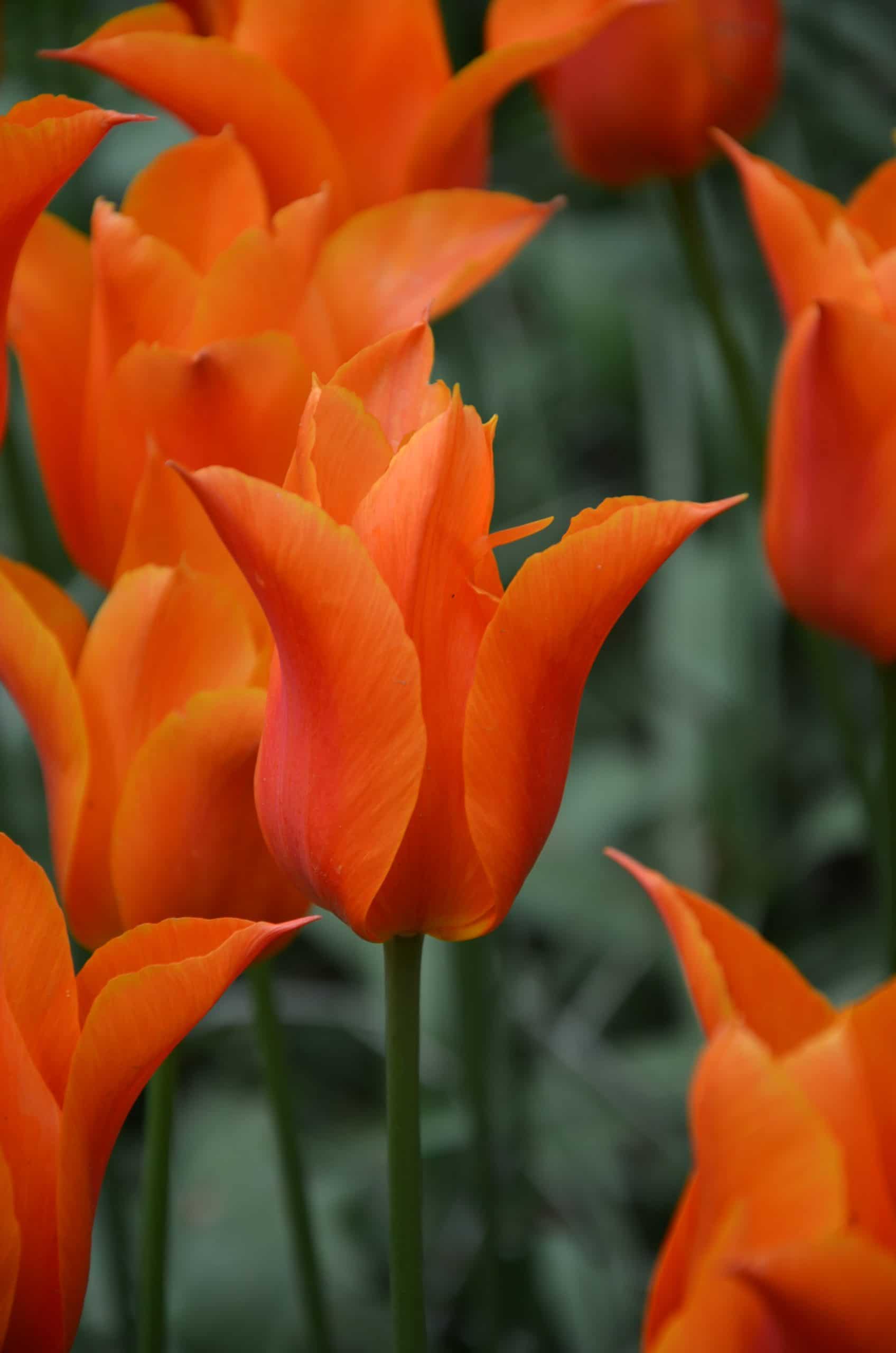 Tulipe fleur de lis