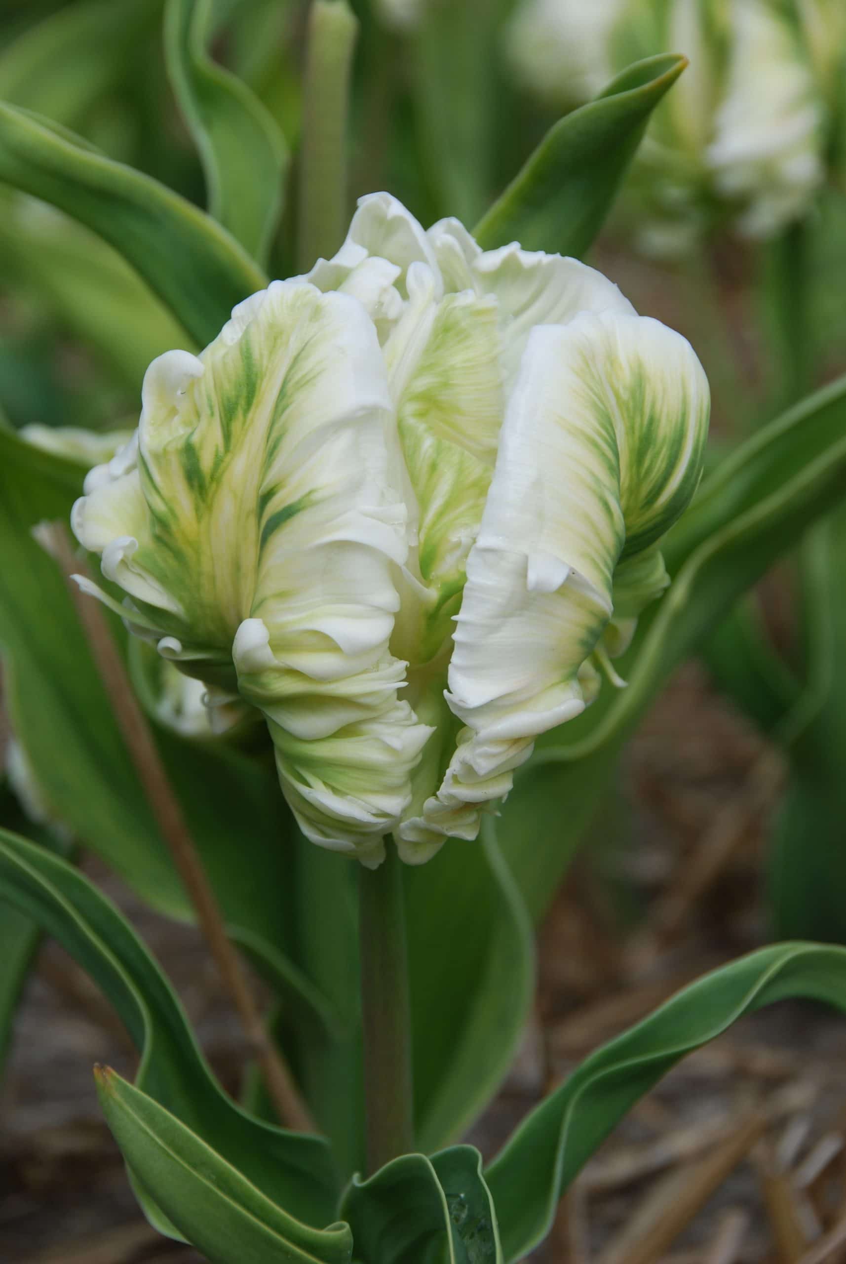 tulipe perroquet