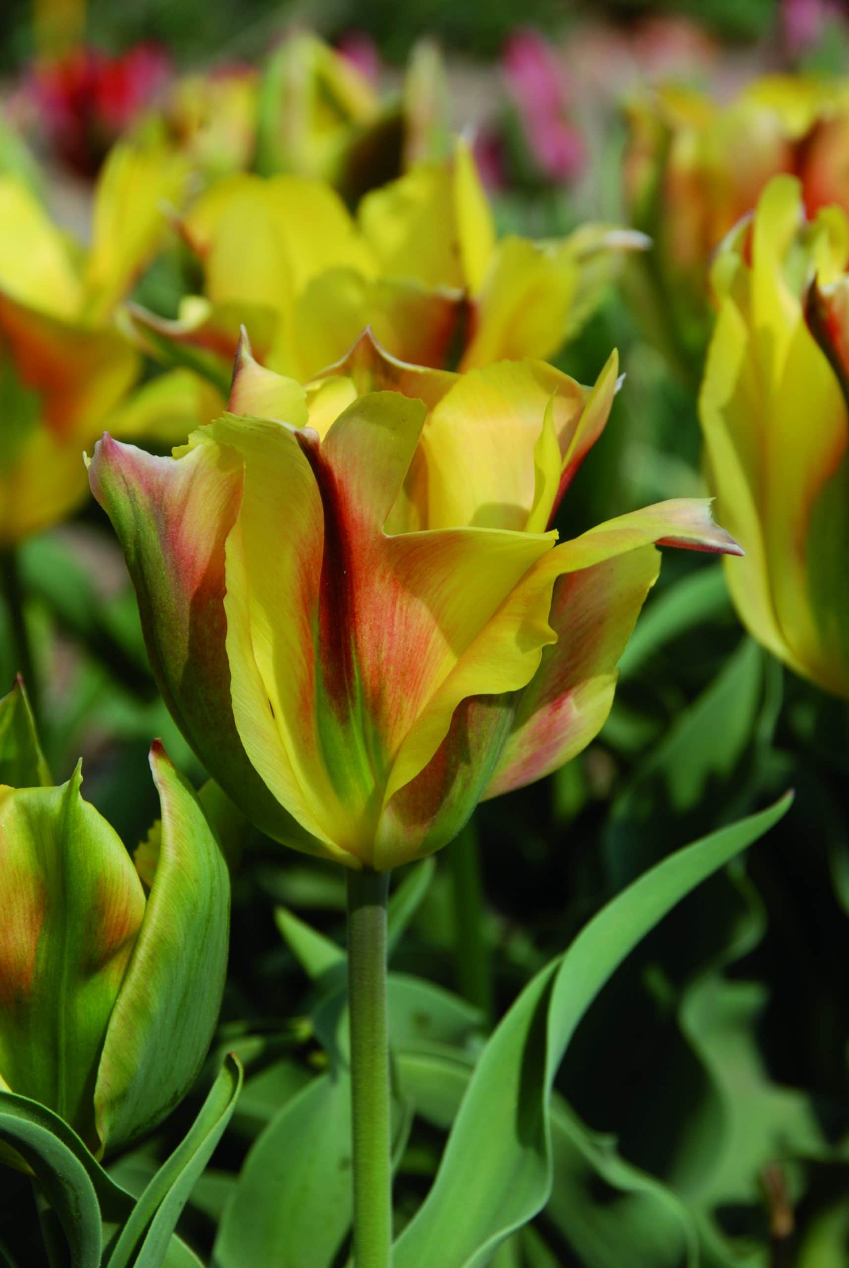 tulipe viridiflora