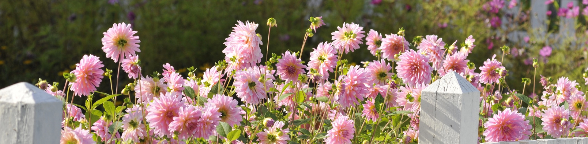 ambiance dahlias