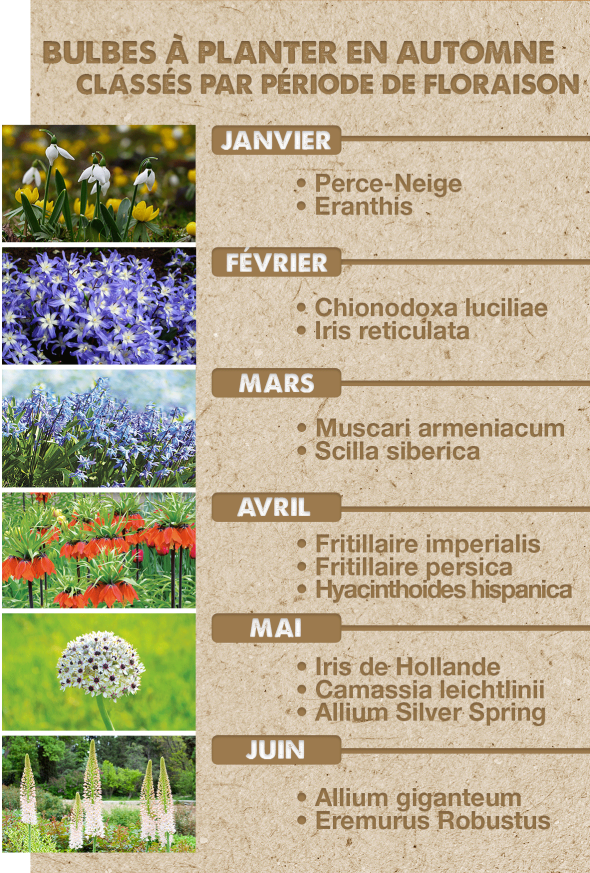 Iris : floraison, bulbe, de jardin, plantation, exposition