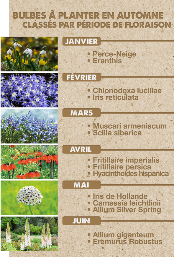 16 PLANTES à BULBE : LISTE et CARACTÉRISTIQUE