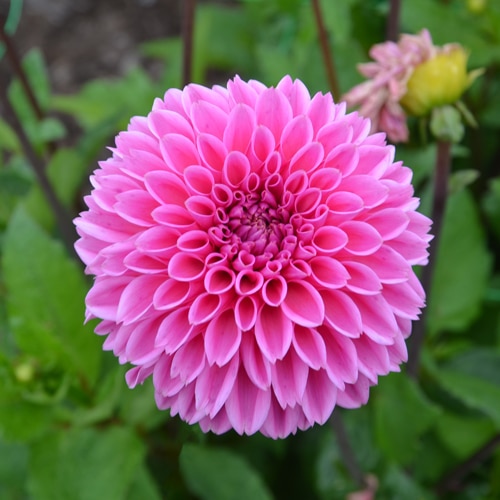 dahlia sandra