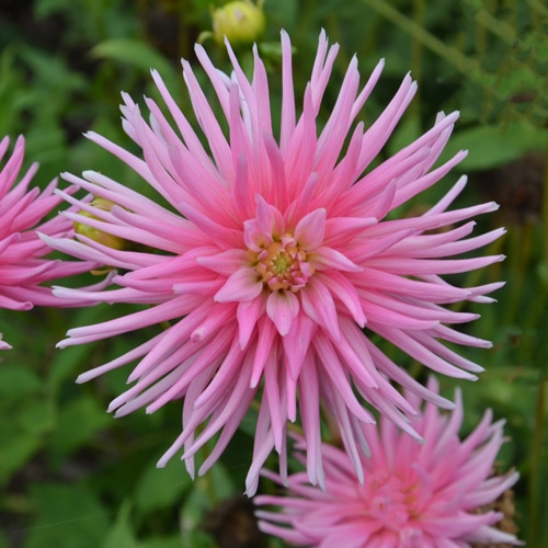 Dahlia cactus nain