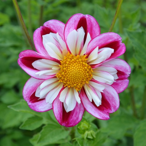 Dahlia collerette