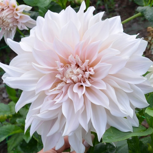 Dahlia Café au Lait