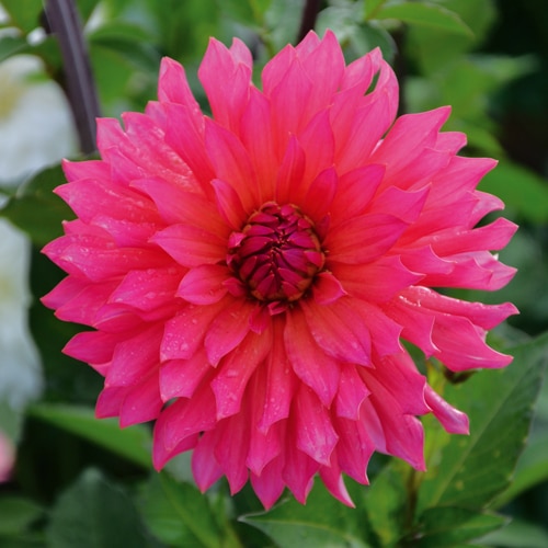 Dahlia pink punk