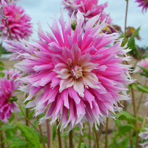 Dahlia dentelle