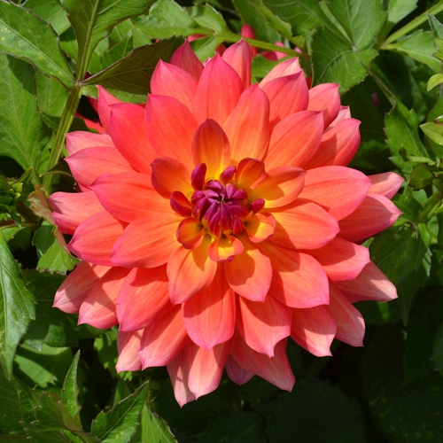 Dahlia nain double