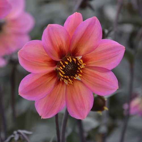 Dahlia tropic & black