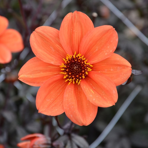 Dahlia bishop of oxford