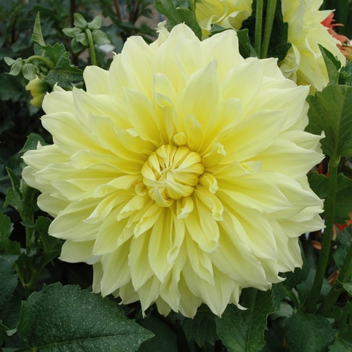 Dahlia Kelvin Floodlight