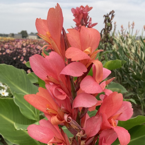 Canna géant Eden