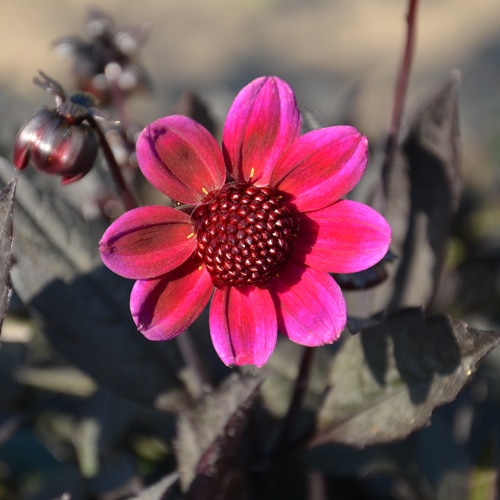 Dahlia Dark Angel Braveheart