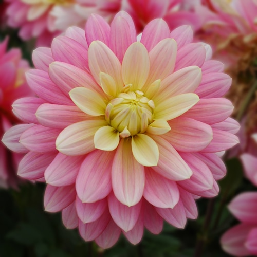 Dahlia Bel Amour