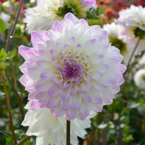 Dahlia Hapet Blue Eyes