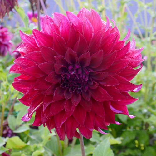 Dahlia Spartacus