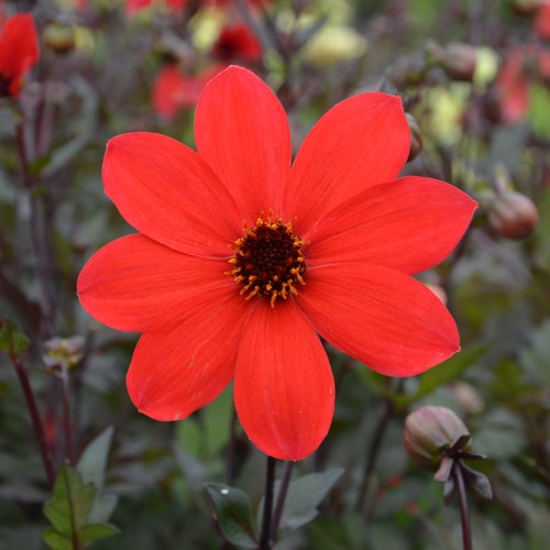 Dahlia Pampa