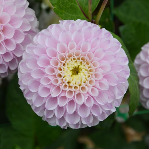 Dahlia Eclaireur