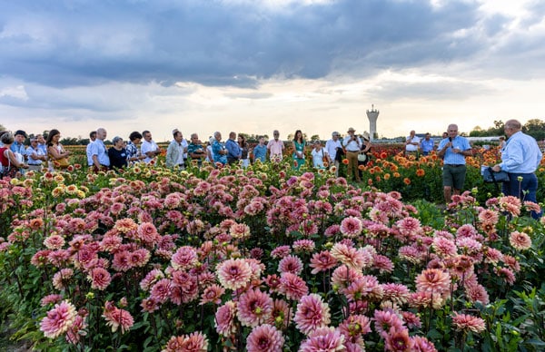 Présentation de la collection de dahlias